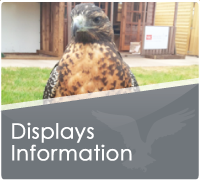 Displays Information