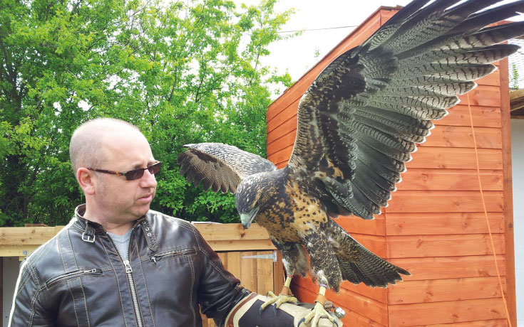 Harris Hawks