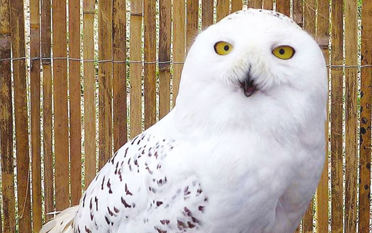 European Eagle Owl