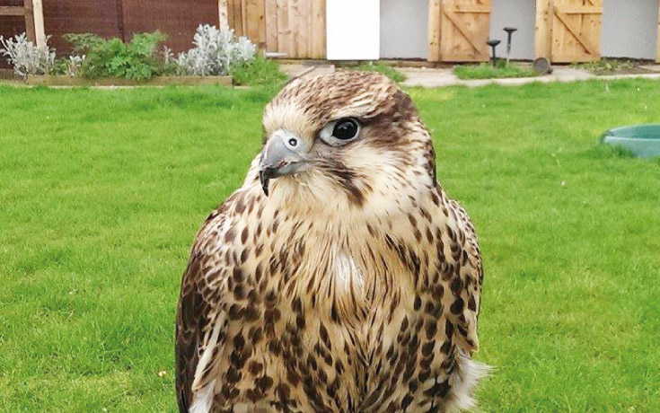 European Eagle Owl